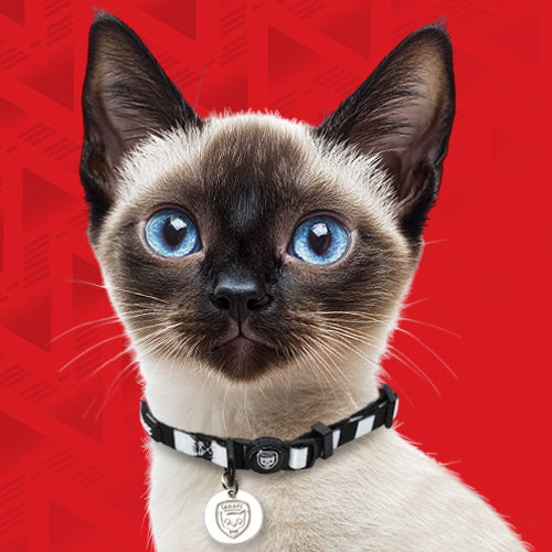 TEAM CAT
