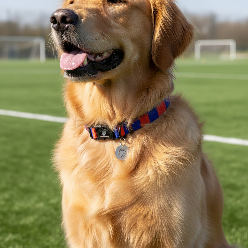 Red and Blue Dog Set - Red & Blue Stripe Football Dog Collar and Leash Set