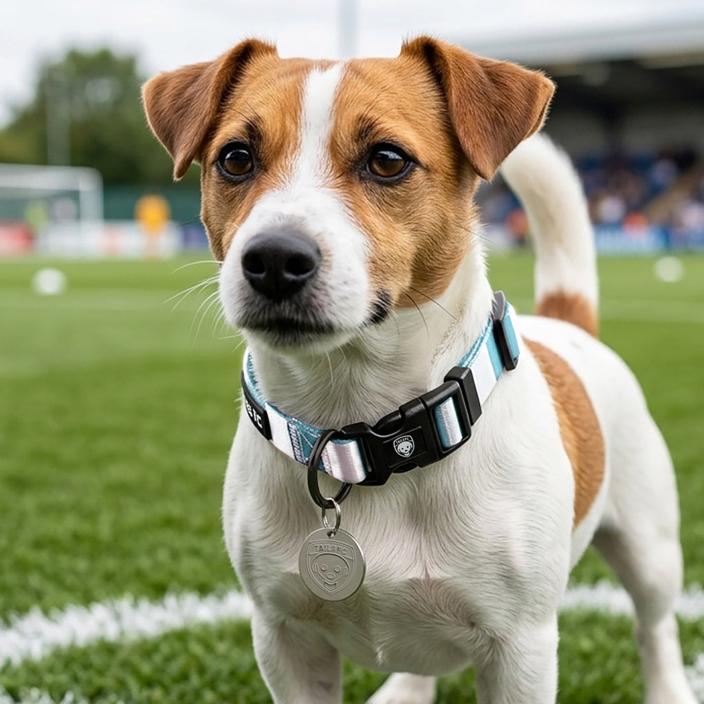Argentina Dog Set - Sky Blue & White Stripe Football Dog Collar and Leash Set