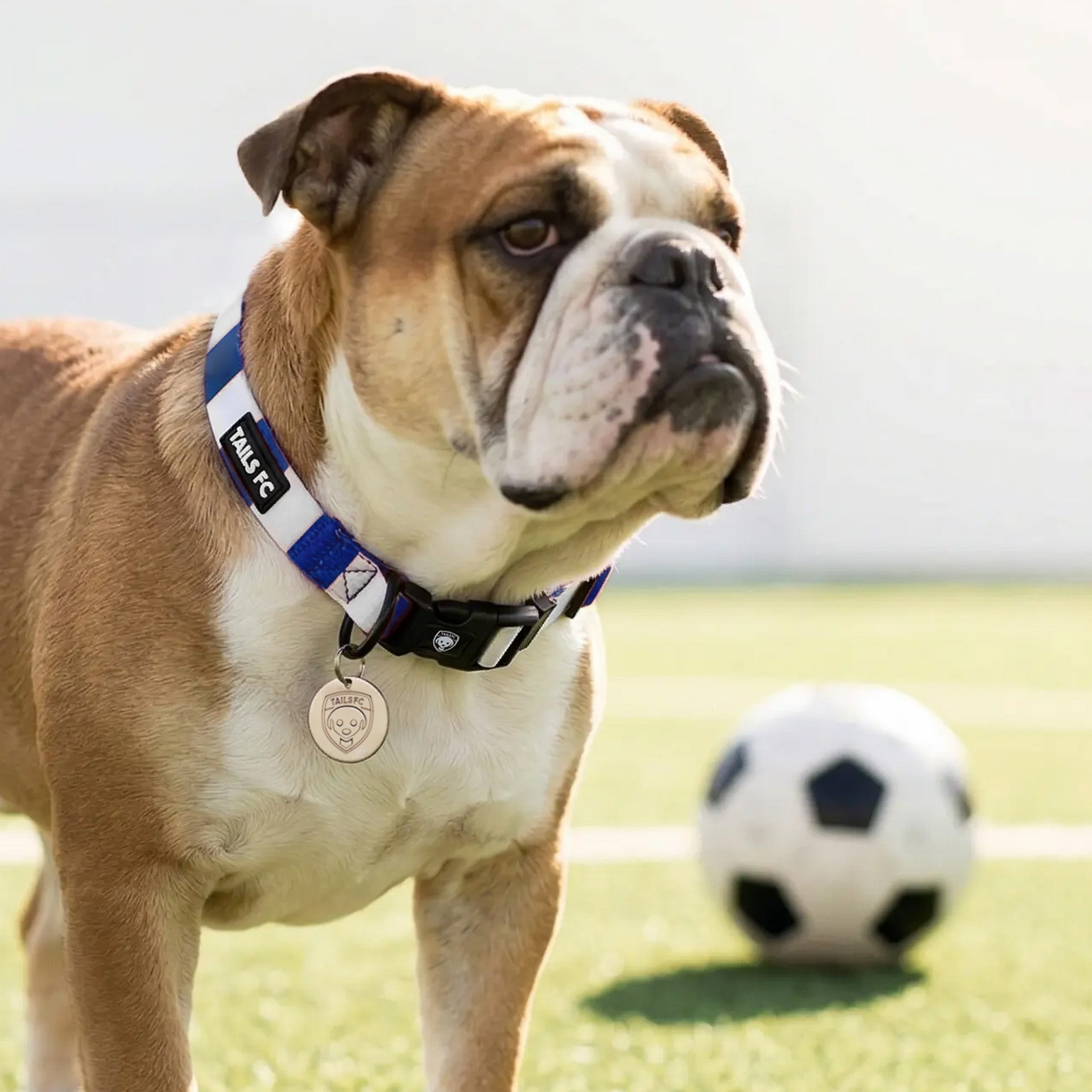 Rangers Dog Collar - Blue & White Stripe Football Pet Collar