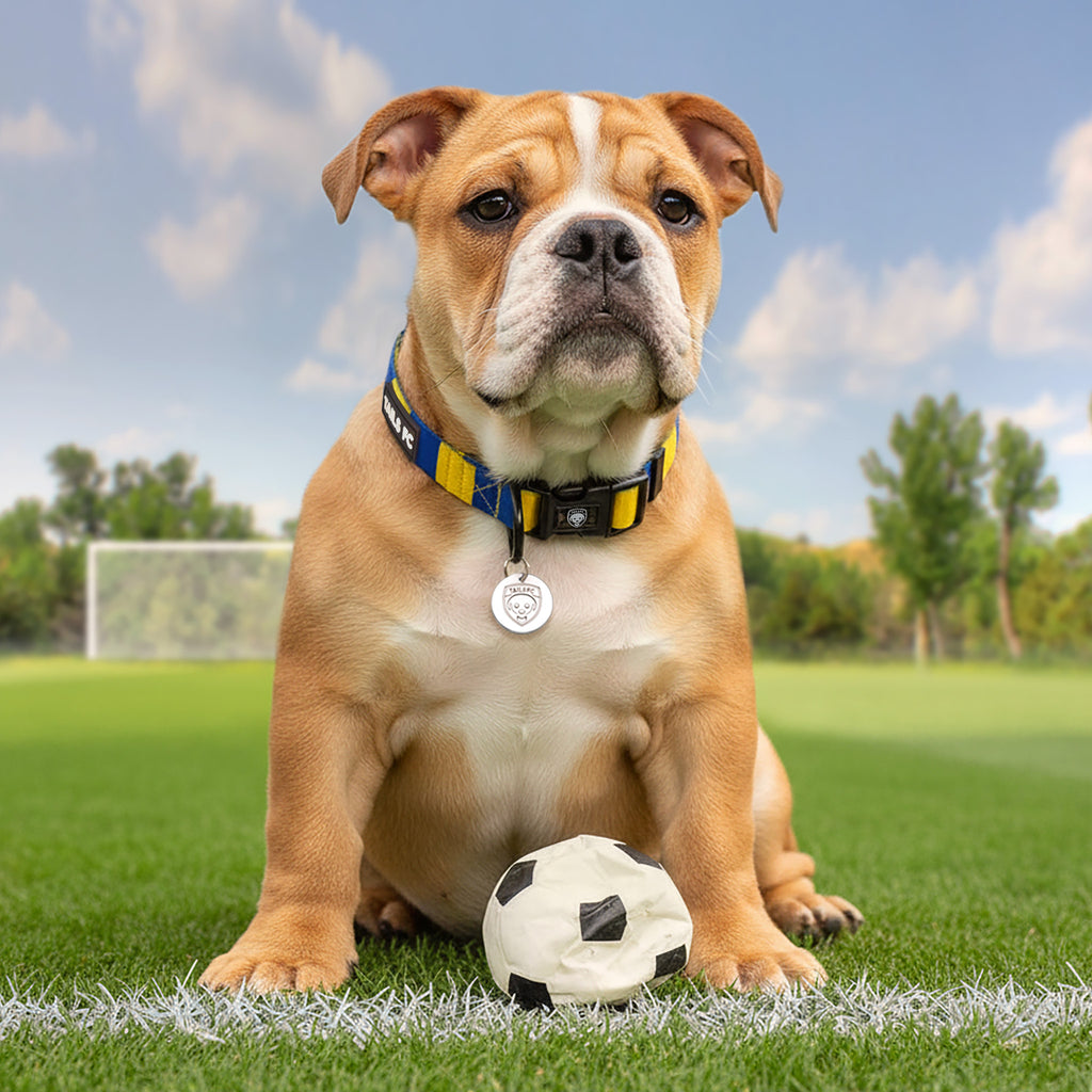 Ukraine Dog Set - Yellow & Blue Stripe Football Dog Collar and Leash Set